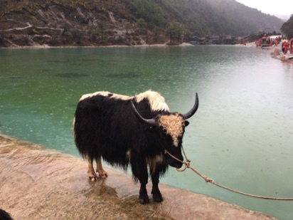 Anybody for a wet yak ride?